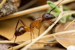 Camponotus festinatus