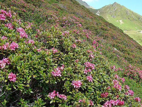 Rusty-leaved Alpenrose (Rhododendron ferrugineum)  iNaturalist