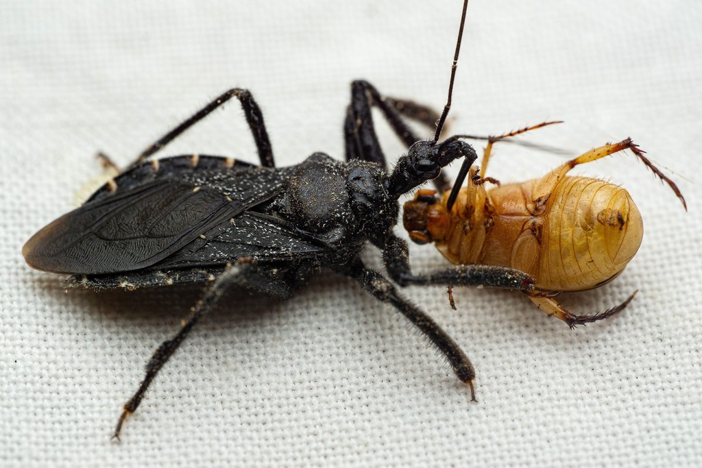 Black Bee Assassin
