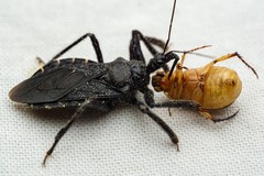 Black Bee Assassin