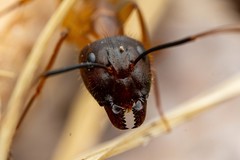 Camponotus festinatus