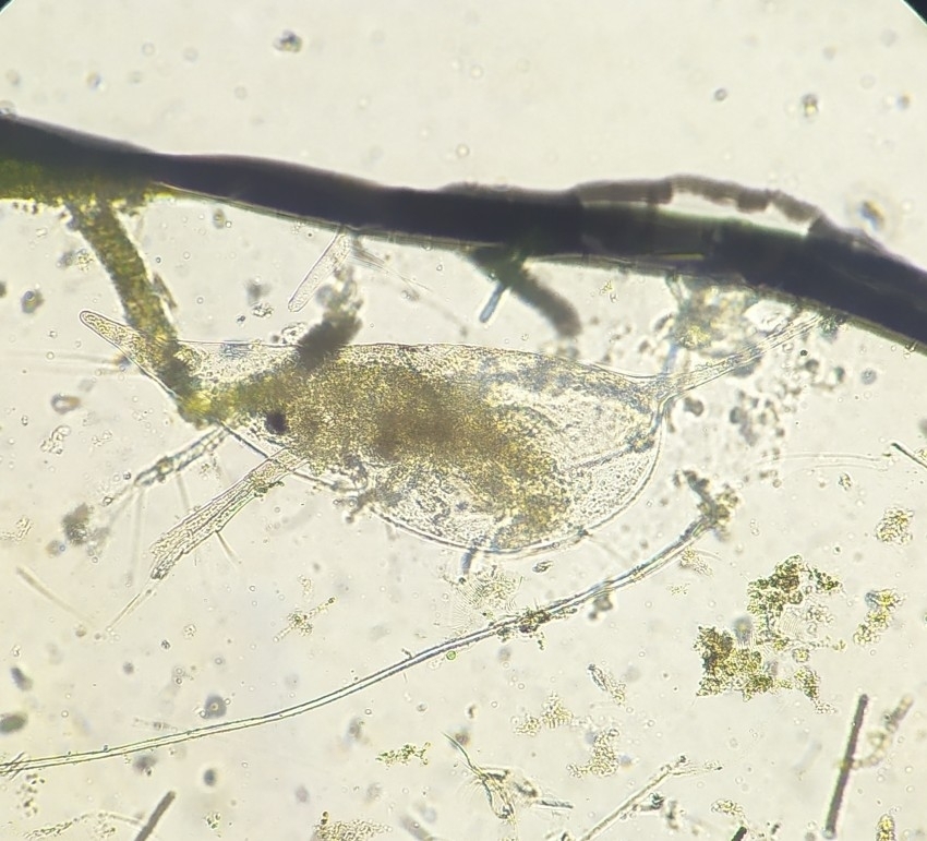 helmeted waterflea
