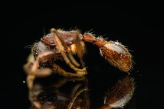 Neivamyrmex nigrescens