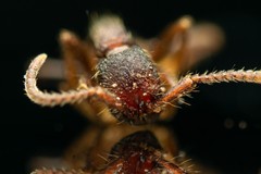 Neivamyrmex nigrescens