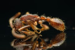 Neivamyrmex nigrescens