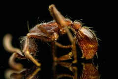 Neivamyrmex nigrescens