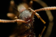 Neivamyrmex nigrescens