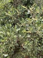Quercus havardii