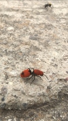 Dasymutilla erythrina