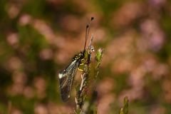 Libelloides hispanicus