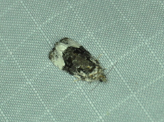 Apotomis capreana