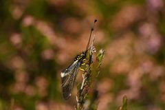 Libelloides hispanicus