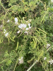 Cleome spinosa