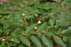 Azara lanceolata