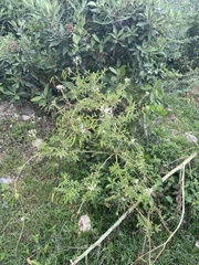 Cleome spinosa