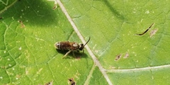 Halictus confusus
