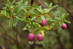 Gaultheria poeppigii