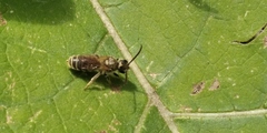 Halictus confusus