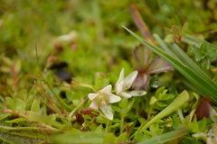 Lysimachia buxifolia
