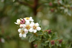 Escallonia virgata