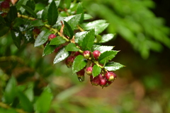 Gaultheria phillyreifolia