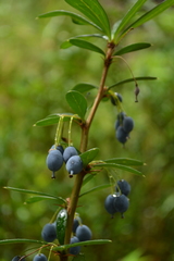 Berberis trigona