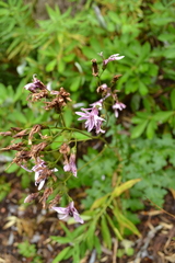 Calorezia prenanthoides