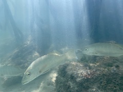 Lutjanus novemfasciatus