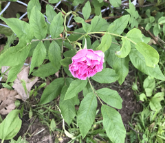 Rosa