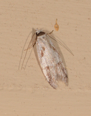 Oxythecta lygrosema