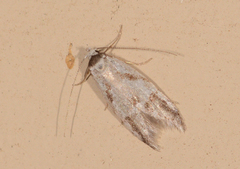 Oxythecta lygrosema