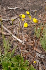 Calceolaria filicaulis