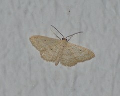 Scopula benitaria