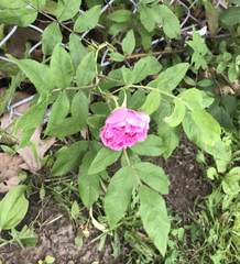 Rosa