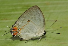 Iaspis andersoni