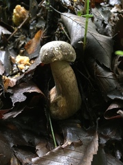 Retiboletus griseus