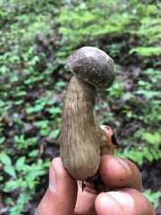 Retiboletus griseus