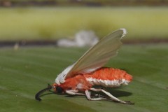 Pygarctia