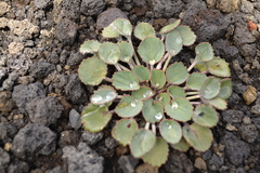 Pozoa