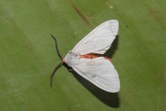 Pygarctia