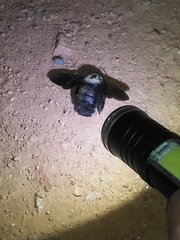 Xylocopa grisescens