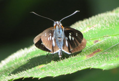 Vettius phyllus