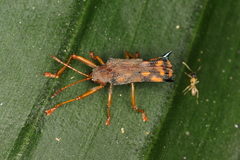 Sceloenopla pretiosa