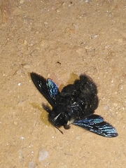 Xylocopa grisescens