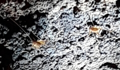 Hadenoecus subterraneus