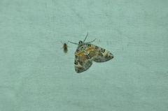 Dysstroma hersiliata