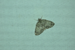 Hydriomena furcata