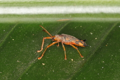 Sceloenopla pretiosa