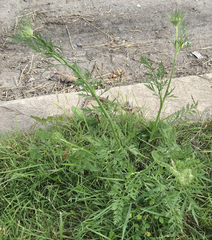 Daucus carota
