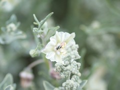 Perdita chamaesarachae